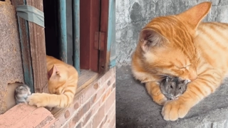 ‘Typical Orange Cat Behaviour’: Adorable Video Of Cat Cuddling Rat Goes Viral | Internet Amused